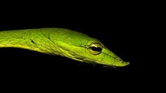 Ahaetulla farnsworthi