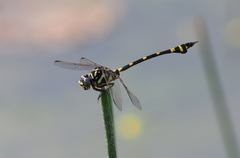 Ictinogomphus rapax