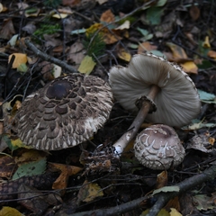 Chlorophyllum olivieri