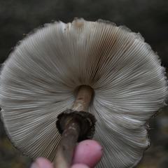 Chlorophyllum olivieri