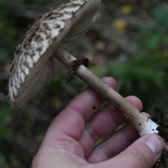 Chlorophyllum olivieri
