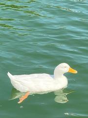 Anas platyrhynchos domesticus