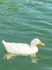 Anas platyrhynchos domesticus