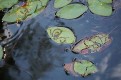 Polypedilum braseniae