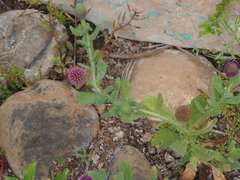 Sphaeranthus indicus