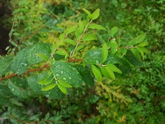 Spiraea flexuosa