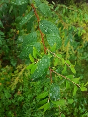 Spiraea flexuosa