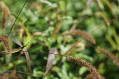 Setaria viridis major
