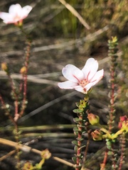 Adenandra brachyphylla