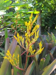 Aechmea eurycorymbus