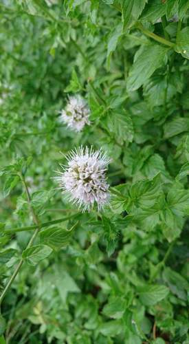 Mentha image