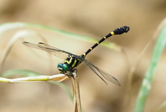Lamelligomphus camelus