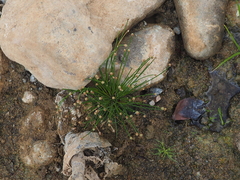 Eleocharis geniculata