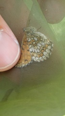 Melitaea aurelia