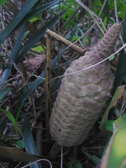 Zamia loddigesii