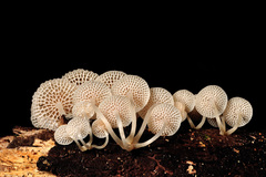 Filoboletus