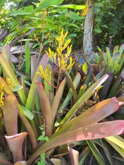 Aechmea eurycorymbus