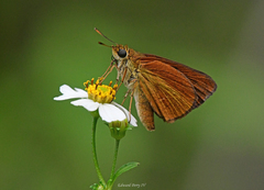 Euphyes dukesi calhouni