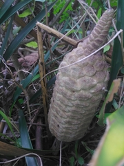Zamia loddigesii