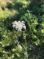 Laserpitium latifolium