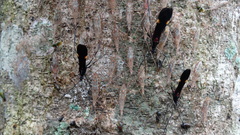 Parahiranetis salgadoi