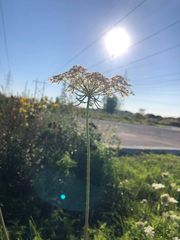 Laserpitium latifolium