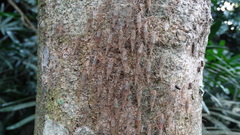 Parahiranetis salgadoi