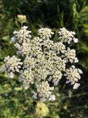 Laserpitium latifolium