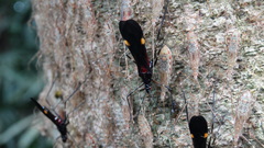 Parahiranetis salgadoi