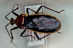 Rhiginia cinctiventris