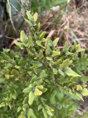 Cryptocarya wyliei