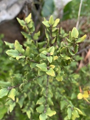 Cryptocarya wyliei