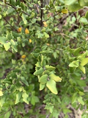 Cryptocarya wyliei
