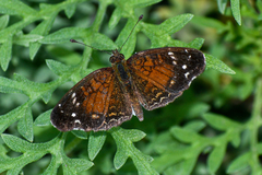 Anthanassa argentea