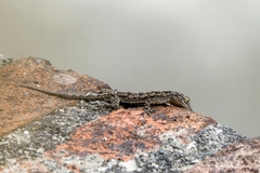 Hemidactylus leschenaultii