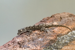 Hemidactylus leschenaultii
