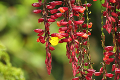 Thunbergia coccinea