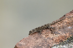 Hemidactylus leschenaultii