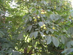 Aesculus hippocastanum