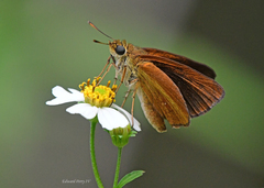 Euphyes dukesi calhouni