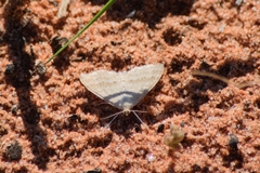 Scopula lydia