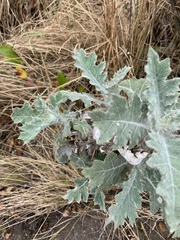 Berkheya bipinnatifida bipinnatifida