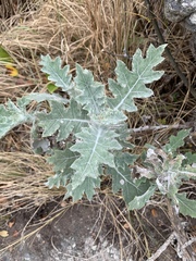 Berkheya bipinnatifida bipinnatifida