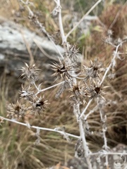 Berkheya bipinnatifida bipinnatifida