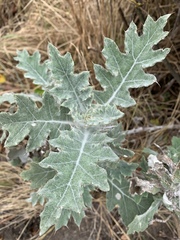 Berkheya bipinnatifida bipinnatifida
