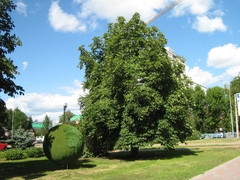 Aesculus hippocastanum