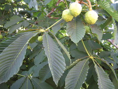 Aesculus hippocastanum