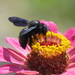 Xylocopa - Photo (c) Ashton Tassin, some rights reserved (CC BY-NC), uploaded by Ashton Tassin