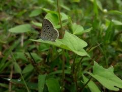 Zizeeria karsandra