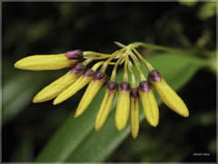 Bulbophyllum retusiusculum